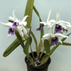 Laelia purpurata werkhauseri-2